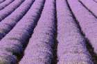 Aurel-Vaucluse-Alpes-Cote dAzur-France Rows of lavender growing in southern France Art Print
